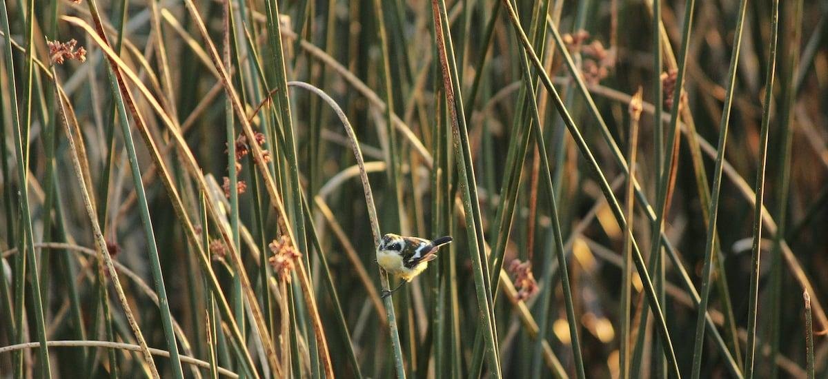 Inmobiliaria acusa “maniobras administrativas” del MMA para detener obras en zona declarada como humedal - La Tercera