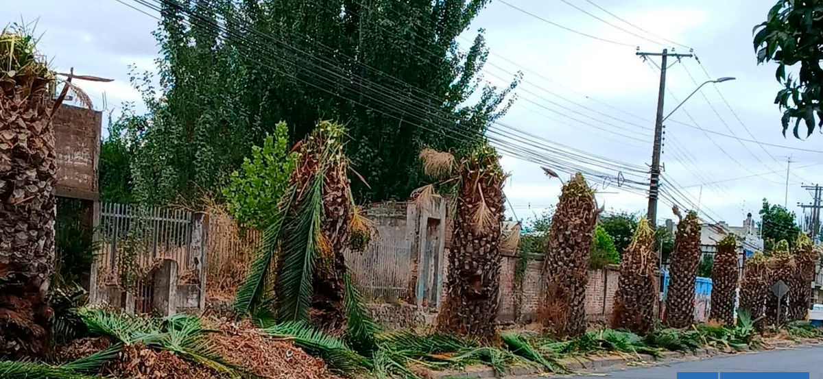 Municipalidad de Molina denuncia poda indiscriminada de palmeras por parte de CGE