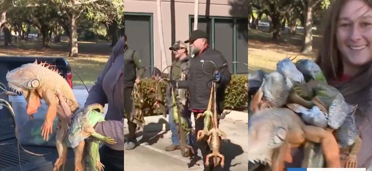 ¿Por qué están "lloviendo" iguanas en Florida, EEUU? Habitantes las recolectan