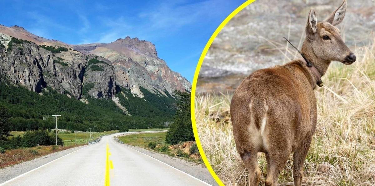 Muere huemul tras ser atropellado en la Carretera Austral: Investigan maniobra imprudente del conductor