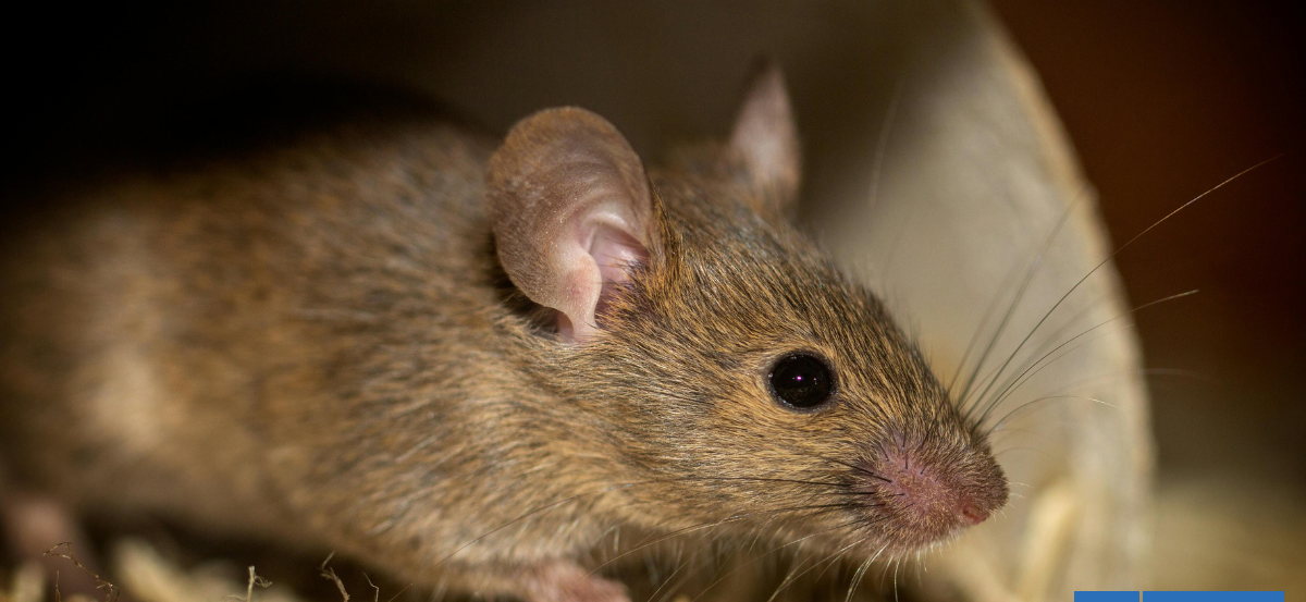 Confirman muerte por virus Hanta en Valparaíso: Seremi de Salud inició investigación epidemiológica