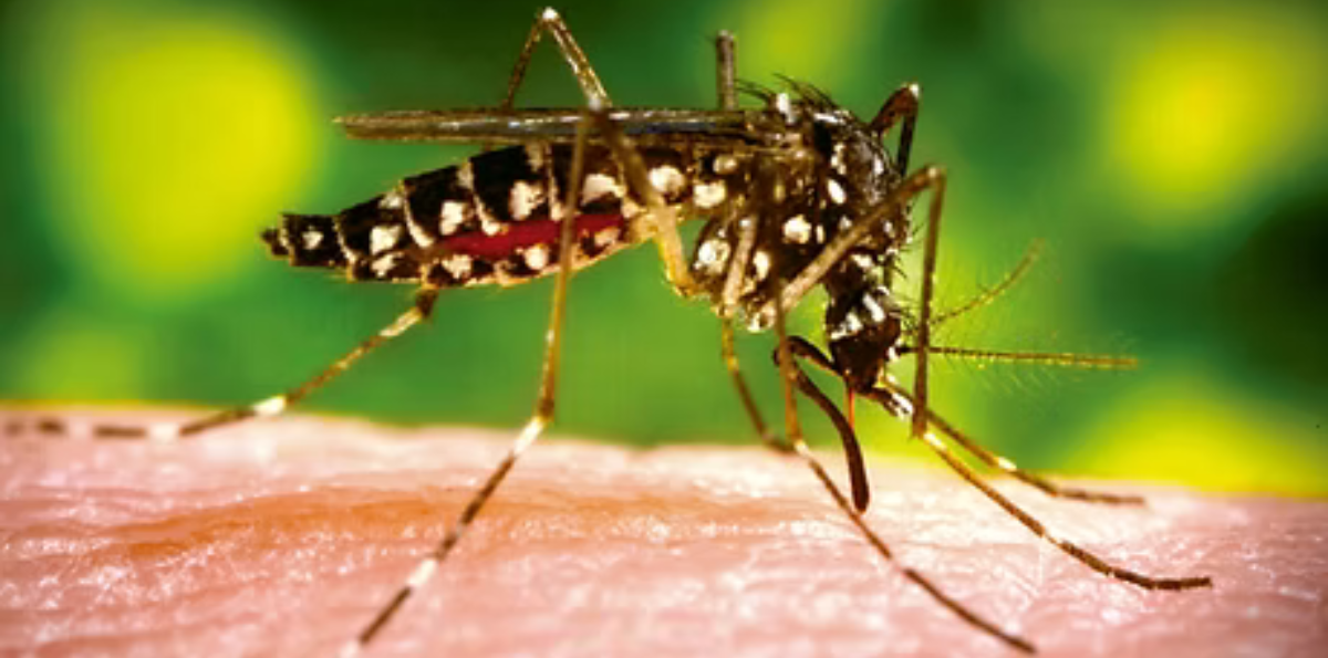 ONG asegura que el dengue llegará a Chile y llama a planificar cómo se va a enfrentar