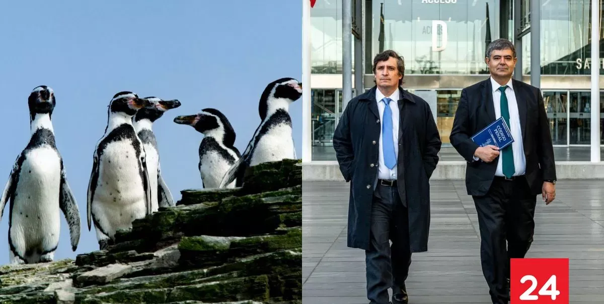 Caso Dominga: Admiten querella de Greenpeace por presunto cohecho y tráfico de influencias en el Poder Judicial