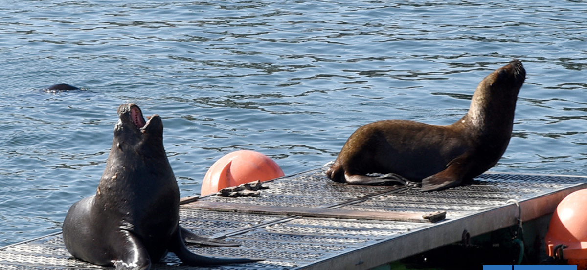 Presencia de lobos marinos en la costanera de Valdivia abre debate por riesgos a peatones