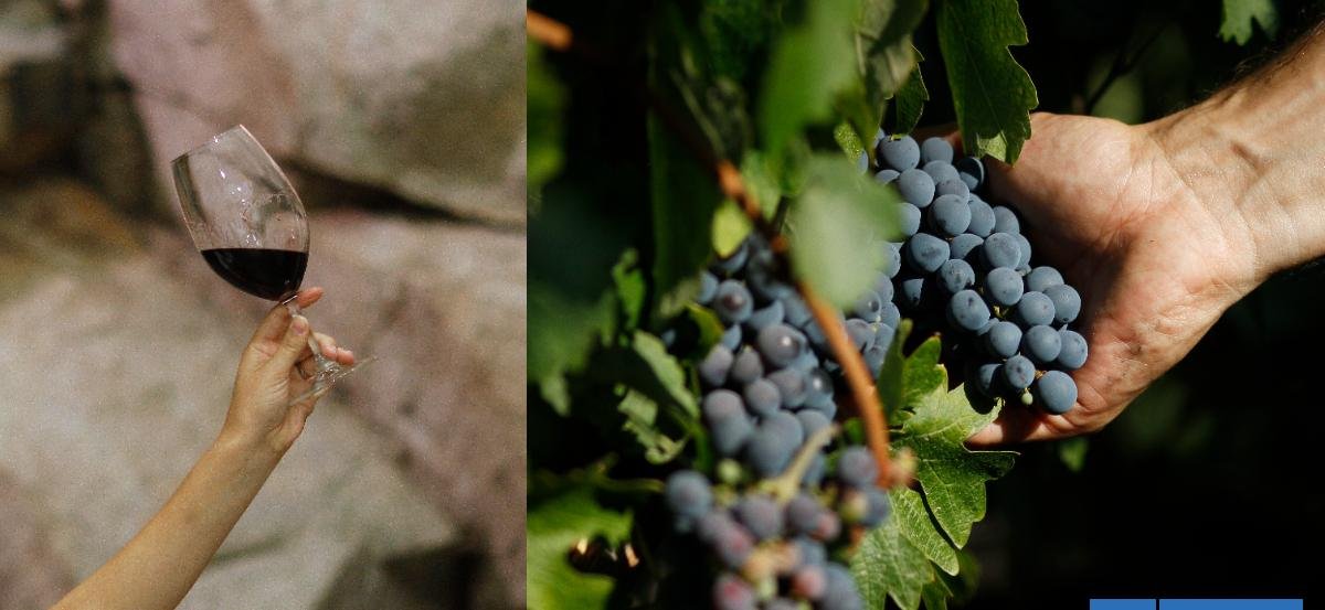 Ruta del Vino celebra sus 30 años de historia en Fiesta de la Vendimia de Colchagua: conoce sus fechas