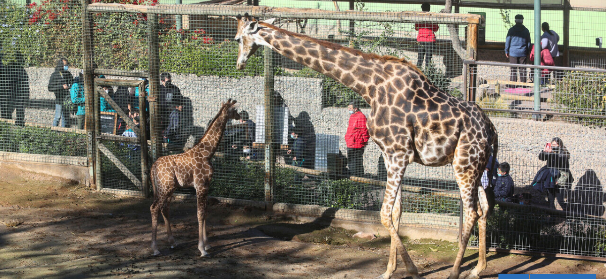 Zoológico Metropolitano abre sus puertas este miércoles: revisa aquí como adquirir gratis las entradas