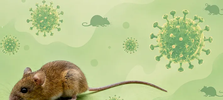 Ratón colilargo: Así es el pequeño roedor silvestre de Chile y Argentina que transmite la peligrosa cepa Andes de hantavirus