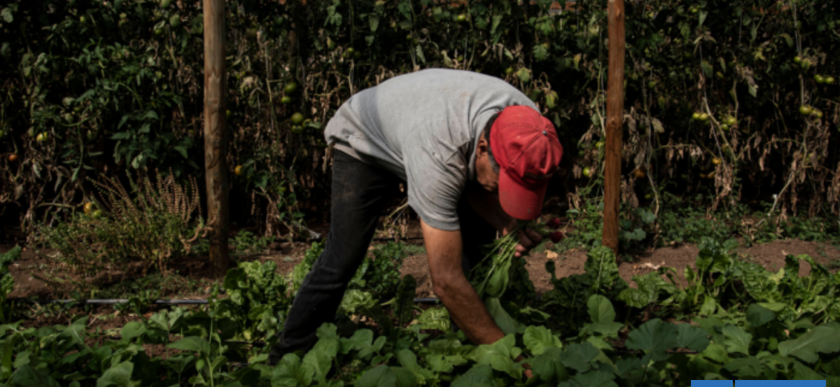Gobierno evalúa medidas a agricultores afectados por incendios y lluvias en La Araucanía