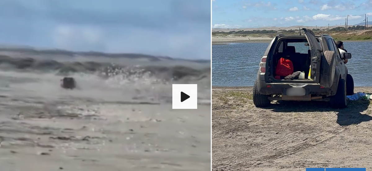 Captan a conductor lanzando su 4x4 contra cientos de aves y aplastando nidos en humedal de Quintero