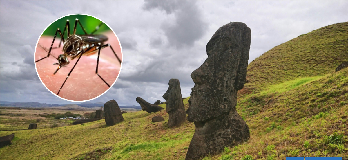 Confirman primer caso de dengue autóctono en Isla de Pascua y activan protocolos de control