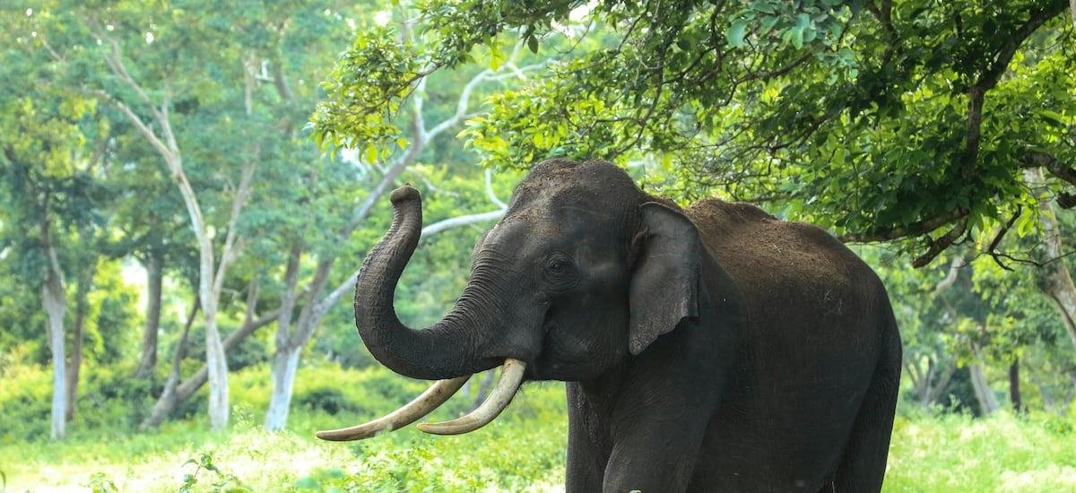 El “secreto” sobre los elefantes que descubrió un reciente estudio